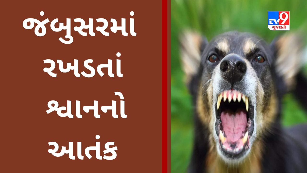 Gujarati Video : જંબુસરમાં શ્વાને આતંક મચાવ્યો, ચાર બાળકોને ગંભીરરીતે ઈજાગ્રસ્ત કર્યા, Gujarati Video : જંબુસરમાં શ્વાને આતંક મચાવ્યો, ચાર બાળકોને ગંભીરરીતે ઈજાગ્રસ્ત કર્યા,