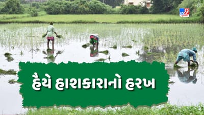 ખેડૂતોના હૈયે હાશકારાનો હરખ, વડોદરા જિલ્લામાં મોટાભાગના વિસ્તારોમાં વાવણી પૂર્ણ