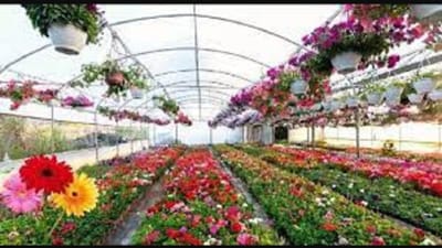 આજે અમે ખેડૂતોને જણાવીશું કે તેઓ વરસાદની મોસમમાં પણ ફૂલોની ખેતી કરી શકે છે. ફૂલોની આવી ઘણી જાતો છે, જેનું વાવેતર જુલાઈ-ઓગસ્ટ મહિનામાં કરી શકાય છે.
