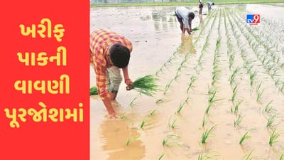 Gujarat માં ખરીફ પાકની વાવણી પૂરજોશમાં, ગત વર્ષની સરખામણીએ 10 લાખ હેક્ટરમાં વધુ વાવણી