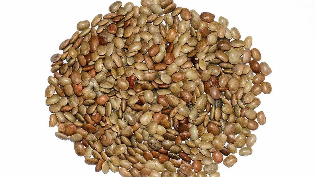 કુલથી દાળમાં ફાઈબર ભરપુર માત્રામાં હોય છે. જે પાચન તંત્રને સ્વસ્થ રાખવાનું કામ કરે છે. આ દાળના સેવનથી બ્લડ શુગર લેવલ કંટ્રોલ કરવામાં મદદ કરે છે.