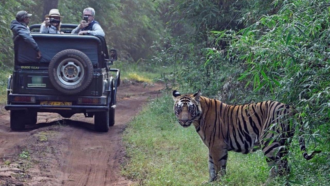  સતપુરા નેશનલ પાર્ક, મધ્ય પ્રદેશ: મધ્ય પ્રદેશમાં સતપુરા નેશનલ પાર્ક સૌથી સુંદર અને આકર્ષણનું કેન્દ્ર માનવામાં આવે છે. વર્ષ 1981માં તેની સ્થાપના થઈ ત્યારથી, મધ્ય પ્રદેશના અદભૂત વન્યજીવનને નિહાળવા માટે આ પાર્કમાં દેશ અને વિદેશના લોકો ઉમટી પડે છે. તે વિદેશી છોડ અને પ્રાણીઓની અકલ્પનીય વિવિધતાનું ઘર પણ છે.  આ વાઇલ્ડલાઇફ પાર્ક પ્રકૃતિ પ્રેમીઓ અને સાહસિકો માટે એકસરખું આદર્શ છે. 
