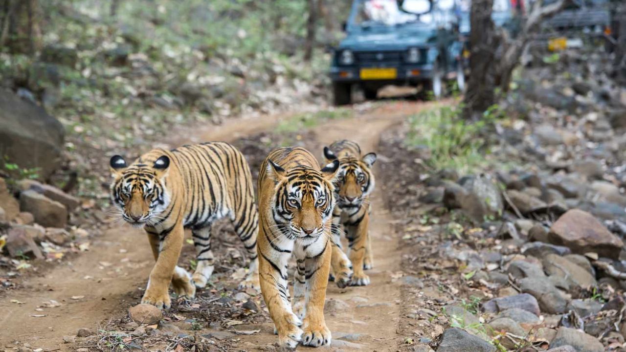 રણથંભોર, રાજસ્થાન: તે ભારતના સૌથી મોટા વાઘ અભયારણ્યોમાંનું એક છે અને અગાઉ શાહી જયપુર મહારાજાઓનું શિકારનું સ્થળ પણ માનવામાં આવે છે. અનામતમાં વાઘની મોટી વસ્તી છે અને તે 1.134 ચોરસ કિ.મીના વિસ્તારને આવરી લે છે. તે બંગાળના વાઘોનું ઘર પણ માનવામાં આવે છે. જ્યારે તમે અહીં આવો છો ત્યારે સફારી- સફર પર જવું જ જોઈએ. તમે વાઘ સિવાય અન્ય પ્રાણીઓ જોઈ શકો છો, જેમ કે સ્લોથ રીંછ, હાયનાસ, ભારતીય શિયાળ પણ અહીં જોવા મળે છે.