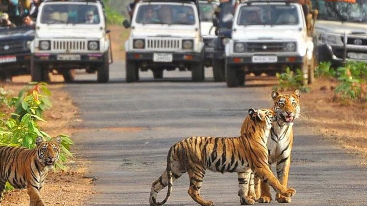 જિમ કોર્બેટ ટાઈગર રિઝર્વ, ઉત્તરાખંડ: હિમાલયમાં સ્થિત જિમ કોર્બેટ ટાઈગર રિઝર્વ, લગભગ ભારતનું સૌથી મોટું વાઘ અનામત છે. રાષ્ટ્રીય ઉદ્યાન, જે વિશાળ 500 ચોરસ કિ.મી. જમીન પર વર્ષ 1936 માં બનાવવામાં આવી હતી. આ વિસ્તારની મુલાકાત લેવાનો બીજો આકર્ષક વિકલ્પ એલિફન્ટ સફારી પણ છે. બંગાળ વાઘ ઉપરાંત, વાઘ અનામત 585 થી વધુ વિવિધ પક્ષીઓ અને 7 વિવિધ ઉભયજીવી પ્રજાતિઓનું ઘર છે. 