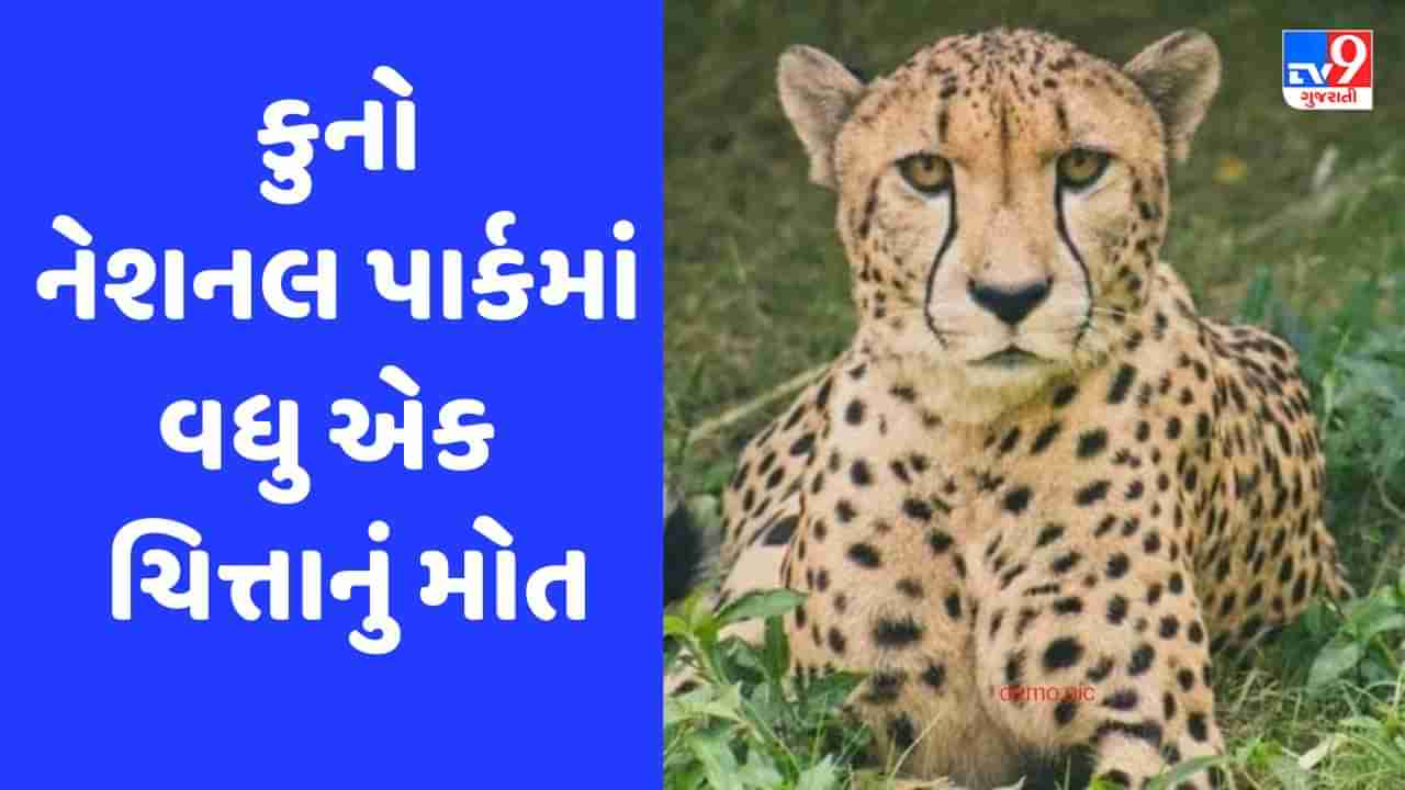 કુનો નેશનલ પાર્કમાં ચિત્તાઓના મોતનો સિલસિલો યથાવત, હવે નર ચિત્તા તેજસનું મોત