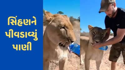 Shocking Video: પાણીની તરસમાં ભટકી રહી હતી સિંહણ, યુવકના હાથમાં બોટલ જોઈ ભાગી તેની તરફ