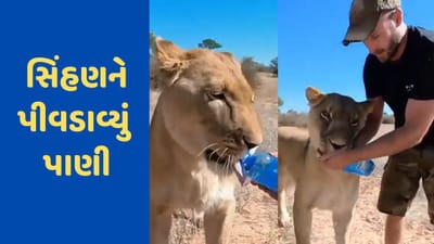 Shocking Video: પાણીની તરસમાં ભટકી રહી હતી સિંહણ, યુવકના હાથમાં બોટલ જોઈ ભાગી તેની તરફ