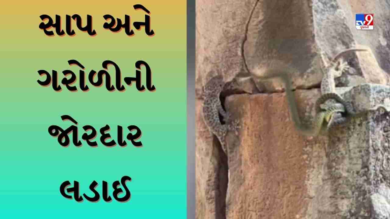 Animal Shocking Viral Video: સાપ અને ગરોળીની આવી લડાઈ જોઈ નહીં હોય! વીડિયો તમને કરશે આશ્ચર્યચકિત