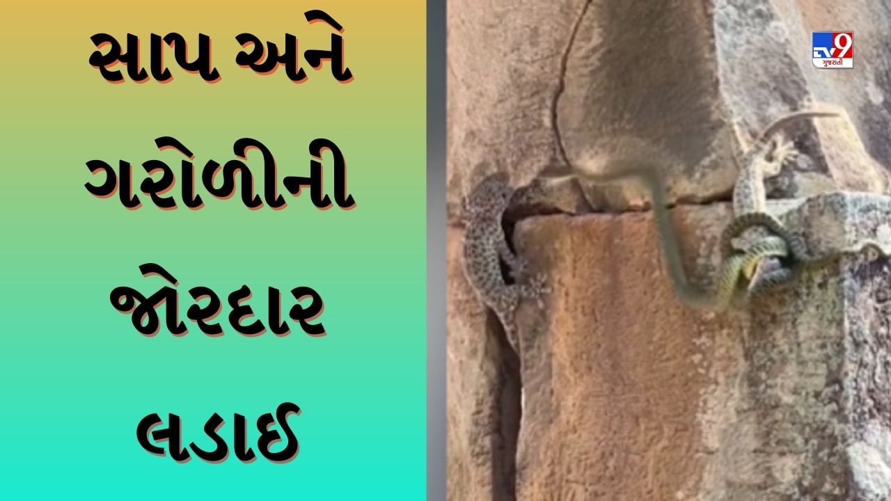 Animal Shocking Viral Video: સાપ અને ગરોળીની આવી લડાઈ જોઈ નહીં હોય! વીડિયો તમને કરશે આશ્ચર્યચકિત