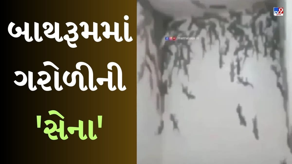 Viral Video : બાથરૂમમાં દેખાઈ ગરોળીની આખી સેના, લોકોએ કહ્યું- ટોયલેટ છે કે એમેઝોનનું જંગલ Viral Video : બાથરૂમમાં દેખાઈ ગરોળીની આખી સેના, લોકોએ કહ્યું- ટોયલેટ છે કે એમેઝોનનું જંગલ