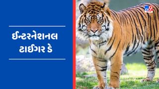 International Tiger Dayની ઉજવણી શા માટે કરવામાં આવે છે? શું તમારે વાઘ જોવા છે? તો પહોંચો આ સ્થળો પર