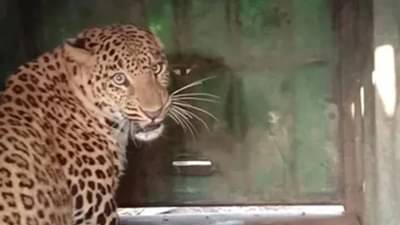 ટીવી સિરિયલના સેટ પર અચાનક દીપડો દોડી આવતા મચી નાસભાગ, જુઓ Video