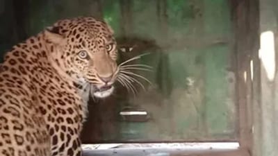 ટીવી સિરિયલના સેટ પર અચાનક દીપડો દોડી આવતા મચી નાસભાગ, જુઓ Video