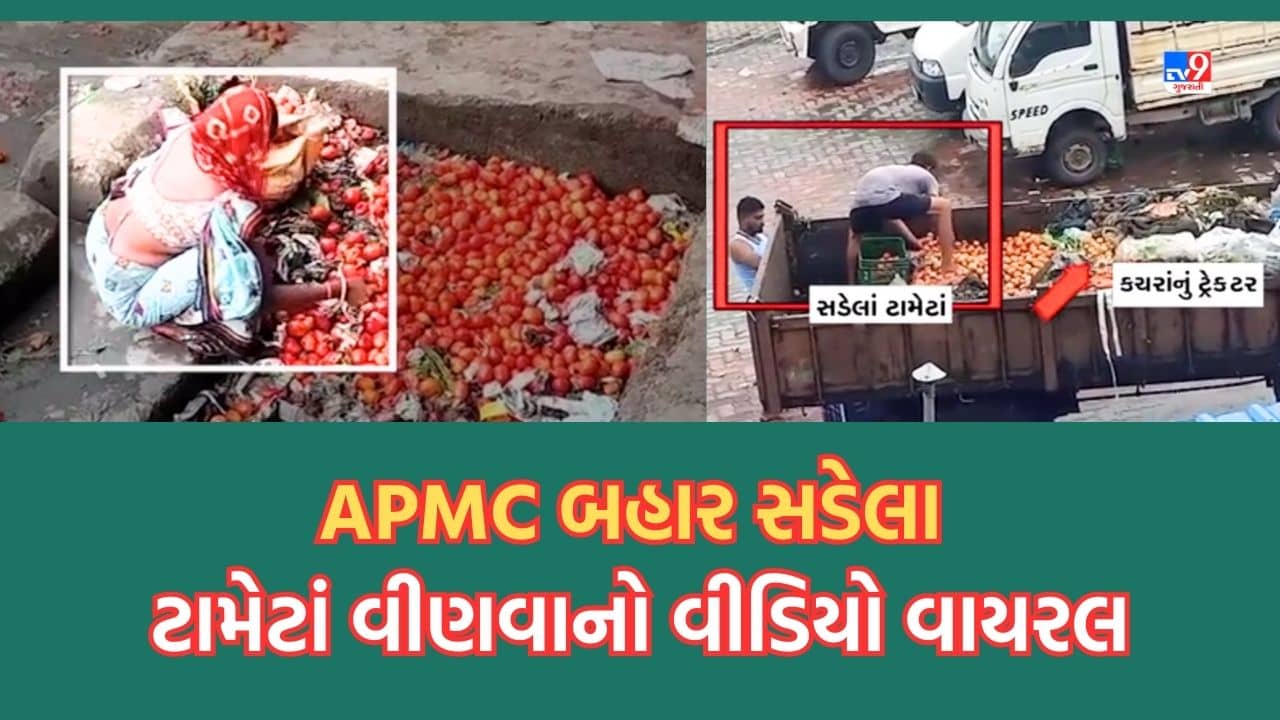Gujarati Video: સુરત APMC બહાર સડેલા ટામેટાં લોકો વીણતા લોકોનો વીડિયો થયો વાયરલ, APMC ચેરમેને કહ્યું ‘વીડિયો અહીંનો નથી’