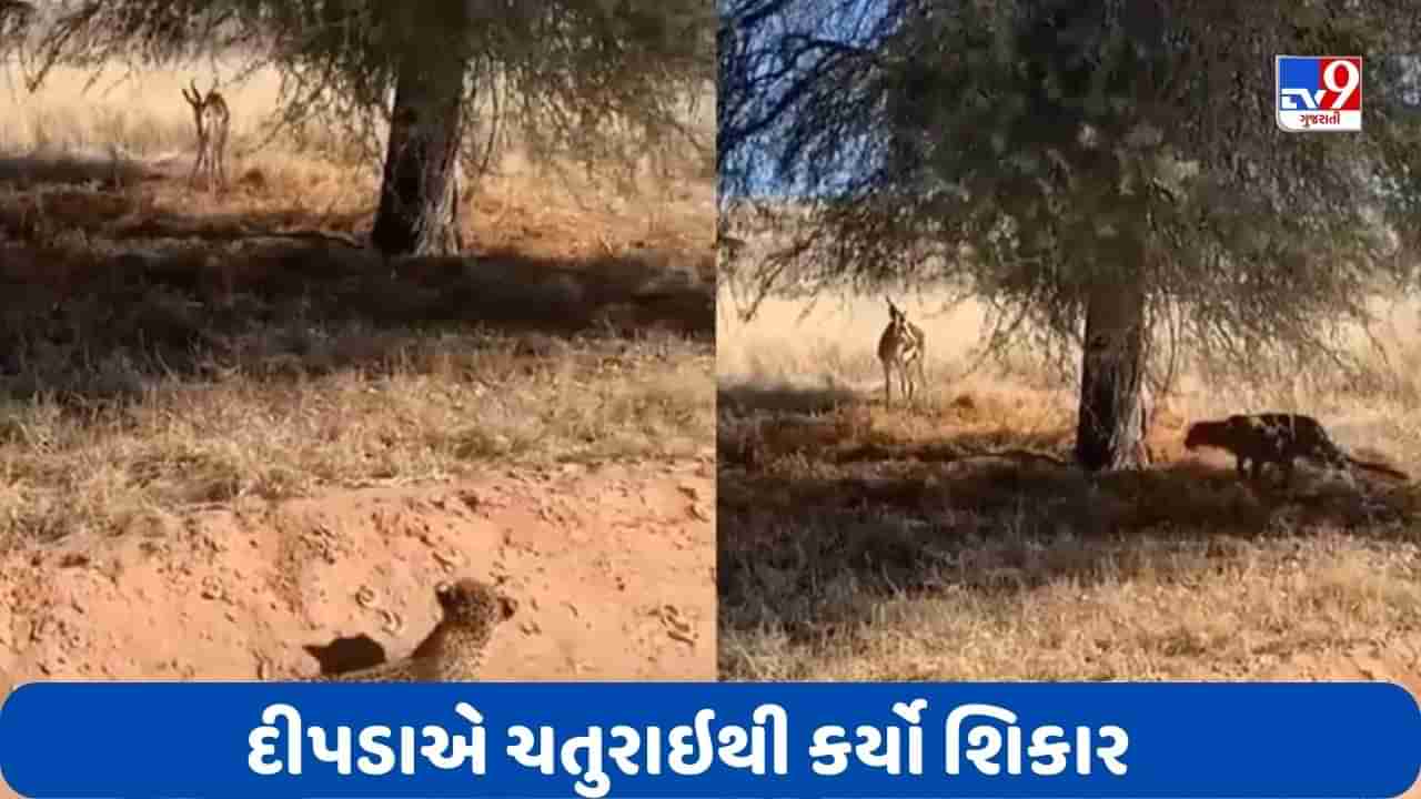 VIRAL VIDEO : દીપડાનું શસ્ત્ર માત્ર તાકાત જ નથી, પરંતુ તીક્ષ્ણ દૃષ્ટિ પણ છે