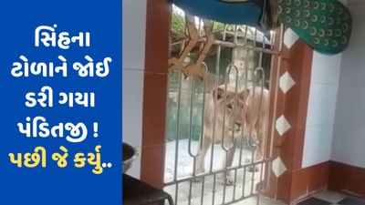 મંદિરની બહાર સિંહોના ટોળાને જોઈને ડરી ગયા પંડિતજી !, ભગાડવા માટે અપનાવી આ દેશી રીત, જુઓ Viral Video