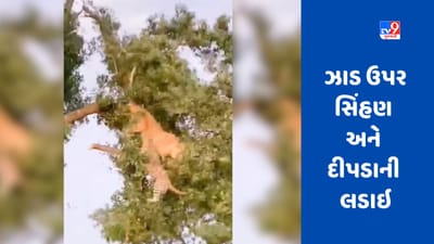 Viral Video : ઝાડની ટોચ પર દીપડો અને સિંહણ વચ્ચે ખુંખાર લડાઈ, જુઓ પછી શું થયું