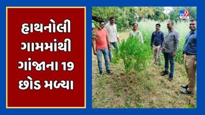 Kheda : નડિયાદના હાથનોલી ગામમાં ખેતરમાંથી મળ્યા 19 ગાંજાના છોડ, SOGની રેડ પહેલા જ ખેડૂત ફરાર, જૂઓ Video Kheda : નડિયાદના હાથનોલી ગામમાં ખેતરમાંથી મળ્યા 19 ગાંજાના છોડ, SOGની રેડ પહેલા જ ખેડૂત ફરાર, જૂઓ Video