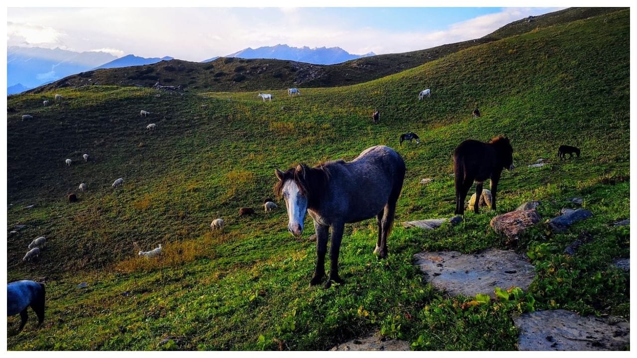 ડિસ્કાઉન્ટ - બજેટનો મોટો હિસ્સો મુસાફરી ખર્ચ અને હોટલ બુકિંગમાં જાય છે. પરંતુ જો તમે સારી રીતે પ્લાનિંગ કરો, તો તમે સસ્તા હોમસ્ટે શોધી શકો છો. તમે ટ્રેન અને બસના ઓછા ભાડા માટે ઓનલાઈન ડિસ્કાઉન્ટ શોધી શકો છો.