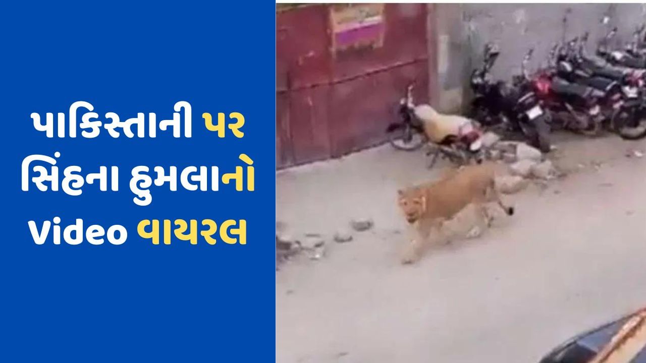 Pakistan Viral Video: પાકિસ્તાનીઓના કાબુ બહાર હવે જાનવરો પણ, રસ્તા પર ફરતો જોવા મળ્યો સિંહ !