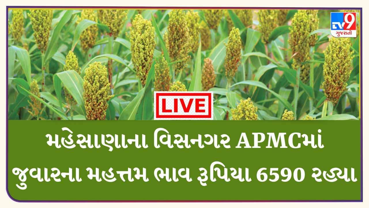 Mandi : મહેસાણાના વિસનગર APMCમાં જુવારના મહત્તમ ભાવ રૂપિયા 6590 રહ્યા, જાણો જુદા-જુદા પાકના ભાવ