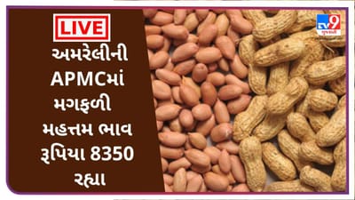Mandi : અમરેલીની APMCમાં મગફળી  મહત્તમ ભાવ રૂપિયા 8350 રહ્યા,જાણો જુદા-જુદા પાકના ભાવ