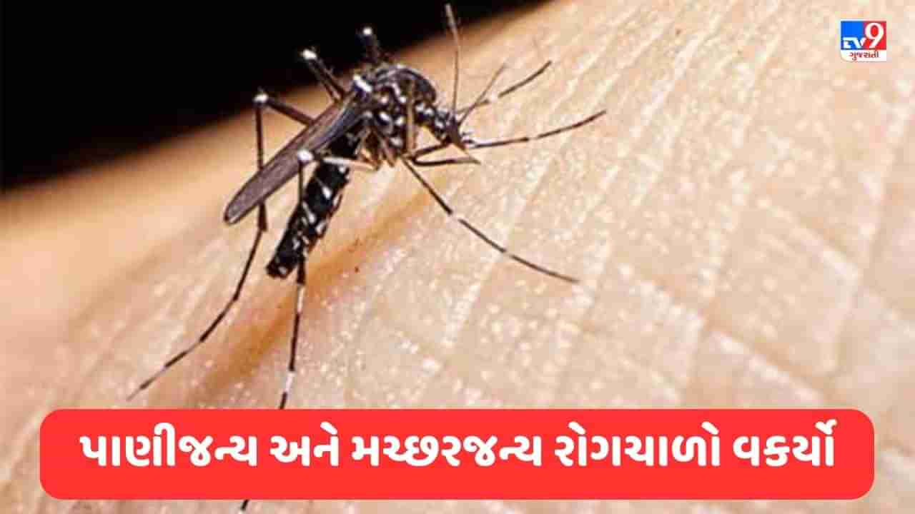 Gujarati Video: અમદાવાદ શહેરમાં પાણીજન્ય અને મચ્છરજન્ય રોગચાળો વકર્યો, 12 દિવસમાં ડેન્ગ્યુના 246 કેસ નોંધાયા