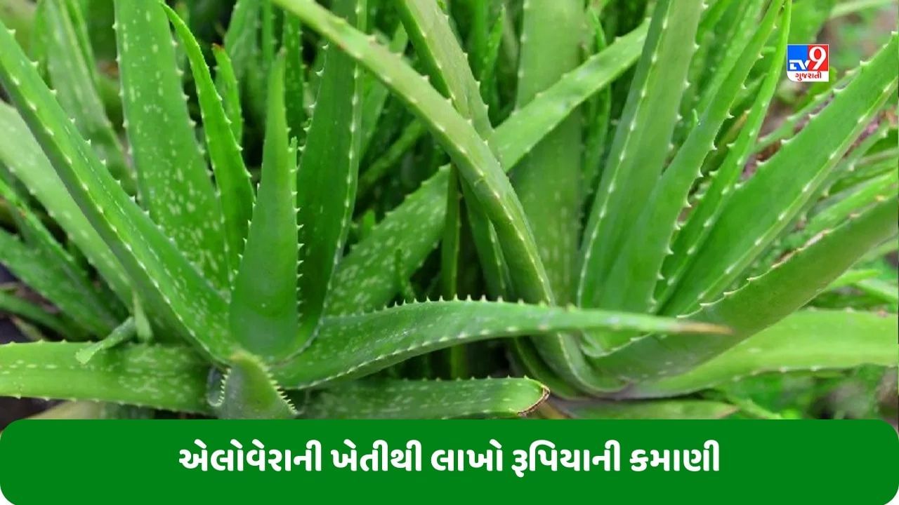 Success Story: સરકારી નોકરી છોડીને શરૂ કરી એલોવેરાની ખેતી, હવે કરે છે લાખો રૂપિયાની કમાણી