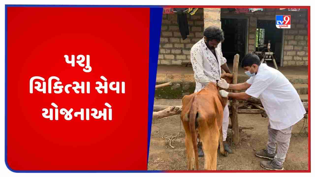 ગુજરાતમાં પશુપાલન વિભાગ દ્વારા પશુ ચિકિત્સા માટે નિ:શુલ્ક સેવાઓ આપવામાં આવે છે, જાણો યોજનાની તમામ વિગતો