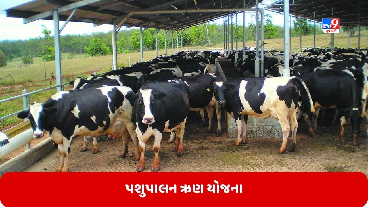 Government Scheme: સરકારે શરૂ કરી પશુપાલન ઋણ યોજના, પશુપાલન માટે મળશે 10 લાખ રૂપિયા સુધીની લોન