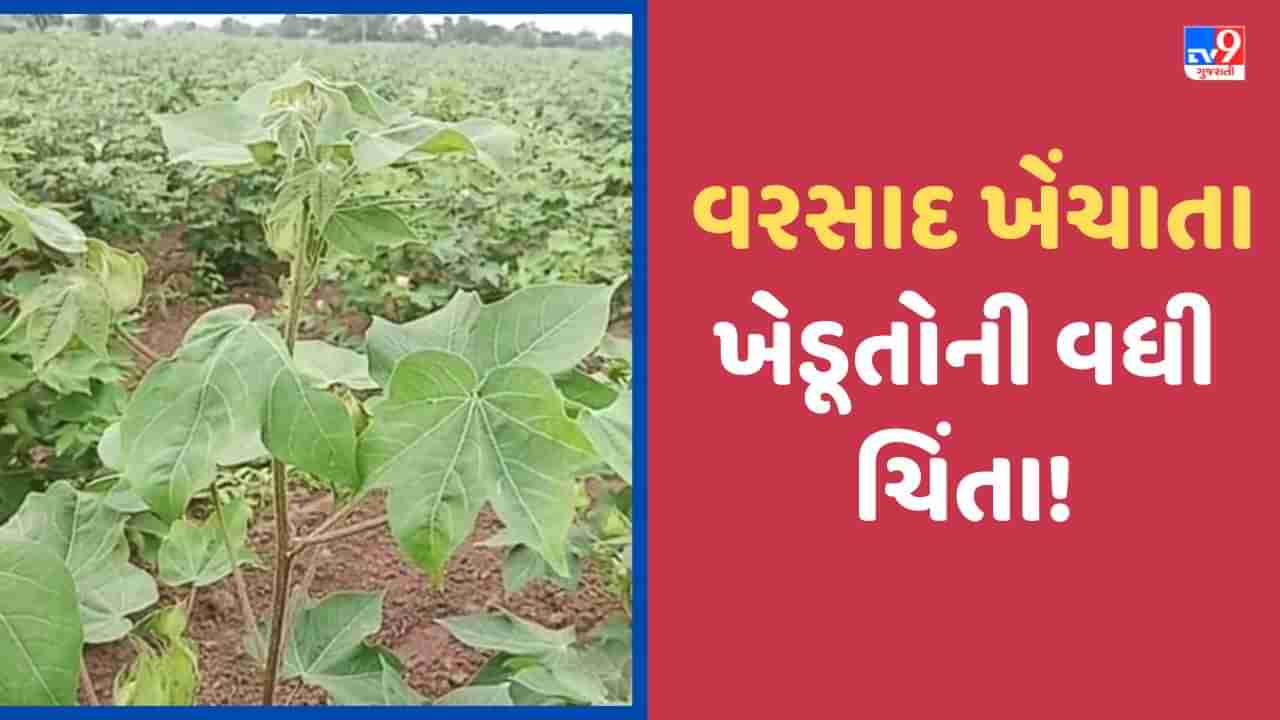 Aravalli: વરસાદ ખેંચાતા ખેડૂતોની વધી ચિંતા, ખેતરમાં લહેરાતો હરીયાળો પાક મુરઝાવાનો ડર