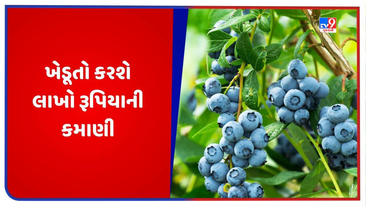 આ ફળ વેચાય છે 1000 રૂપિયા પ્રતિ કિલો, એક એકરમાં ખેતી કરવાથી ખેડૂતોને થશે લાખો રૂપિયાની કમાણી