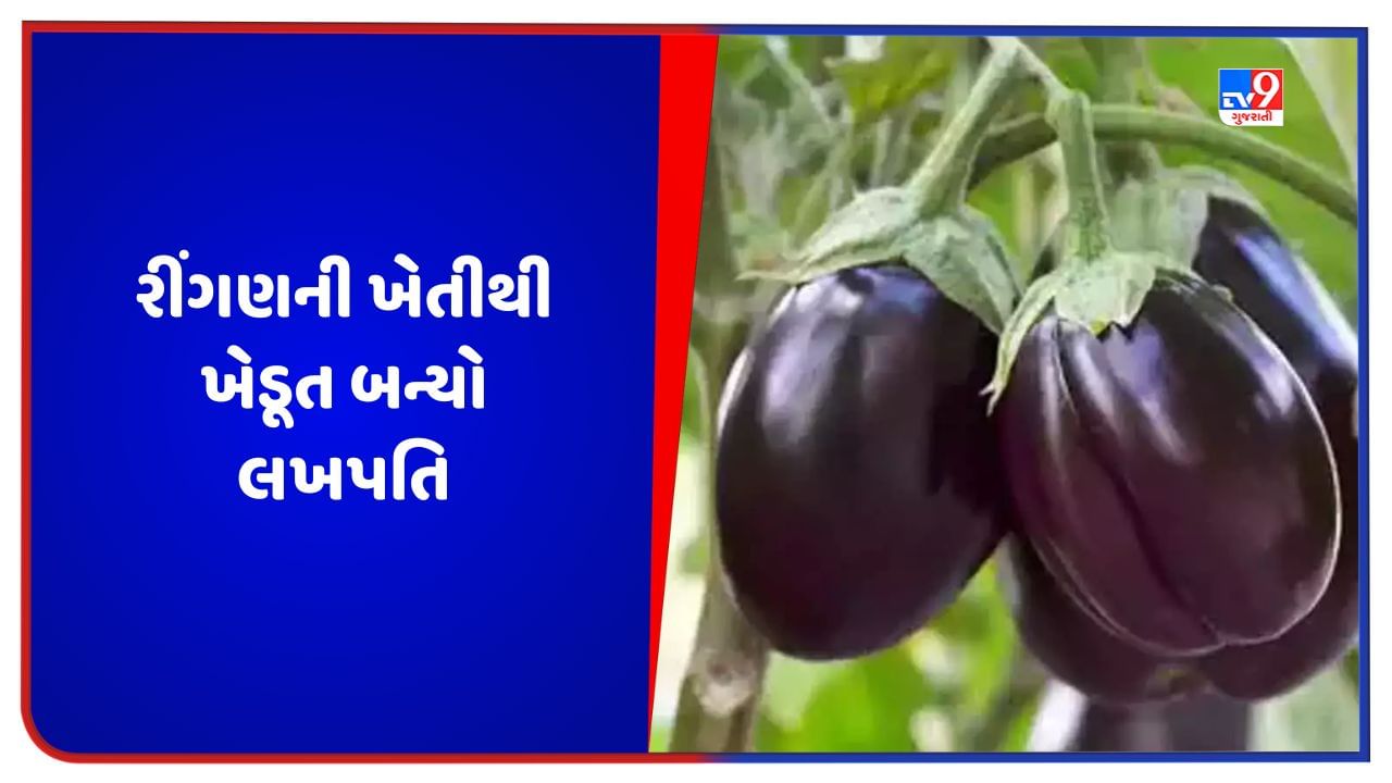 Success Story: રીંગણની ખેતી કરીને ખેડૂત બન્યો લખપતિ, જાણો કેવી રીતે આવકમાં થયો વધારો