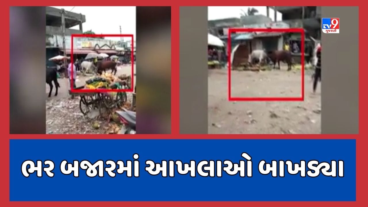 Gir somnath: વેરાવળમાં શાક માર્કેટમાં બે આખલા વચ્ચે જામ્યુ યુદ્ધ, અનેક લારી ગલ્લાને પહોંચ્યુ નુકસાન, જૂઓ Video Gir somnath: વેરાવળમાં શાક માર્કેટમાં બે આખલા વચ્ચે જામ્યુ યુદ્ધ, અનેક લારી ગલ્લાને પહોંચ્યુ નુકસાન, જૂઓ Video