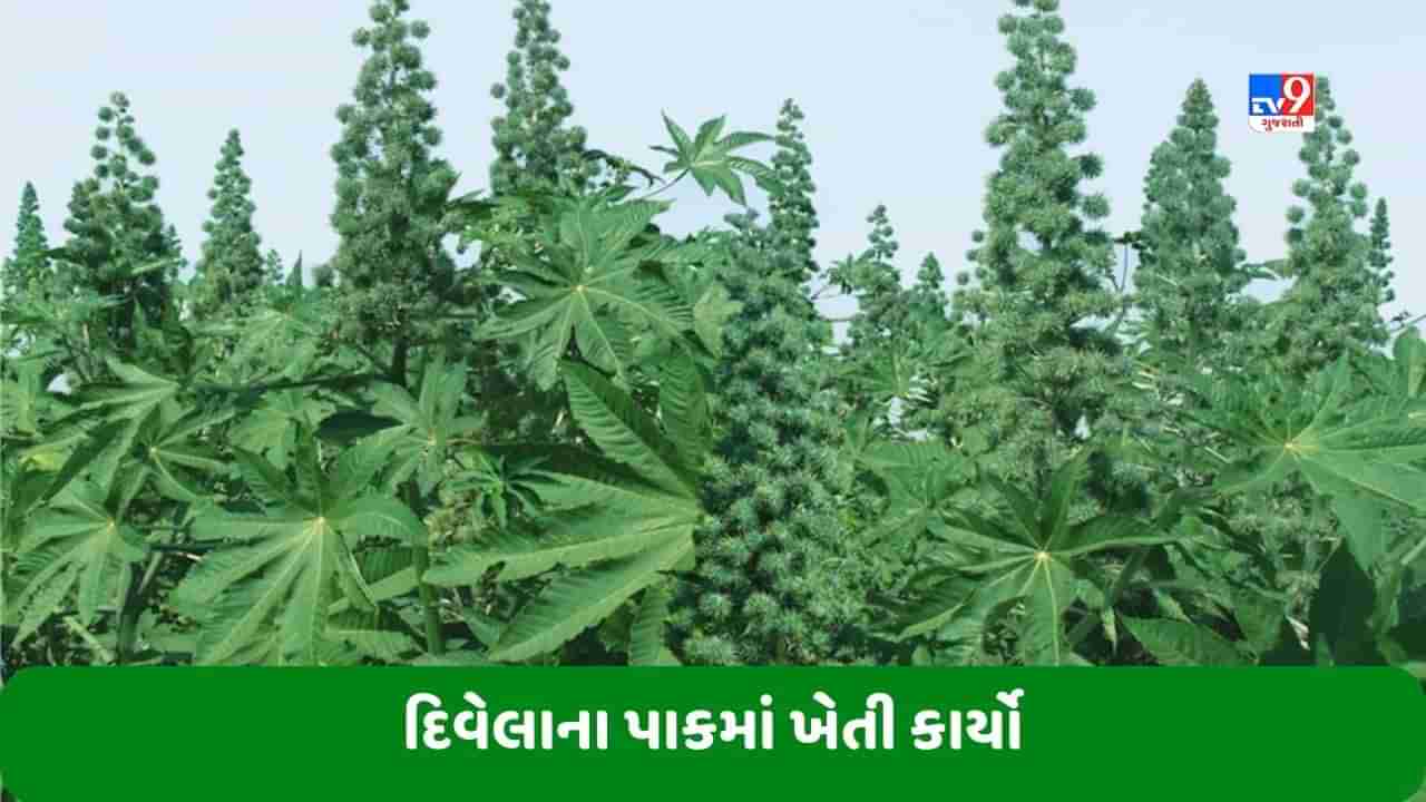 ખેડૂતોએ ઓગસ્ટ માસમાં દિવેલા અને તલના પાકમાં રોગ-જીવાતના નિયંત્રણની સાથે આ ખેતી કાર્યો કરવા જોઈએ