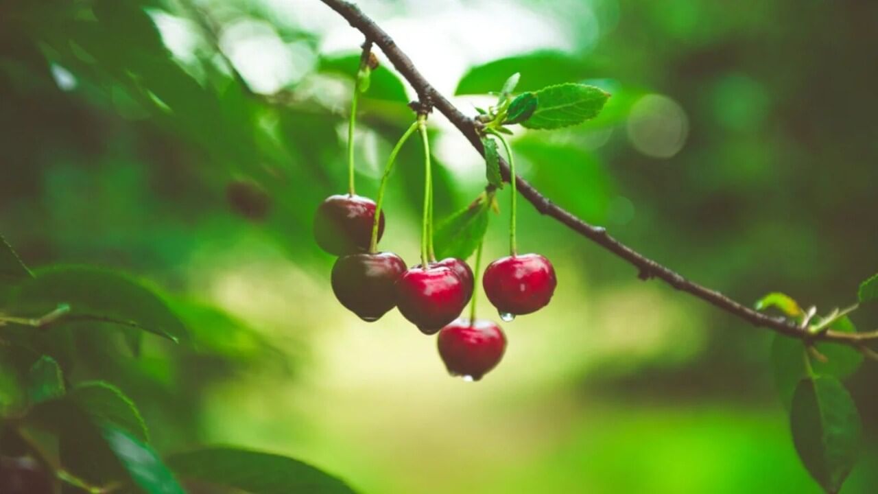 Cherry Benefits And Side Effects ચેરી ખાવાના કારણે પાચનમાં પણ સમસ્યા