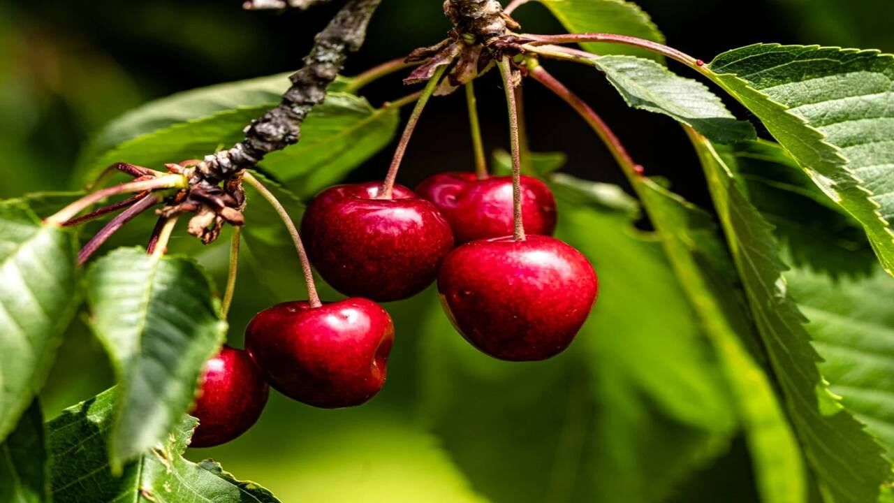 Cherry Benefits And Side Effects ચેરી ખાવાના કારણે પાચનમાં પણ સમસ્યા