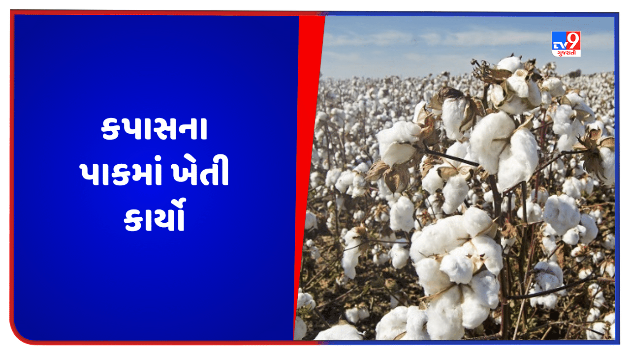 ખેડૂતોએ ઓગસ્ટ માસમાં કપાસના પાકમાં રોગ-જીવાતના નિયંત્રણની સાથે કયા ખેતી કાર્યો કરવા તેની માહિતી