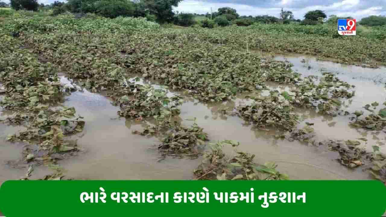 Crop Loss: જાણો ભારે વરસાદના કારણે ખેતરની જમીન અને જુદા-જુદા પાકમાં શું નુકશાન થઈ શકે