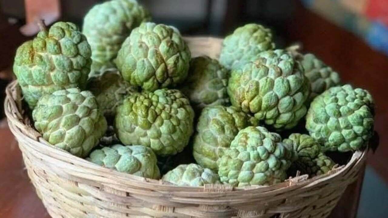 જો તમે પહેલેથી જ કોઈ દવા લઈ રહ્યા છો, તો સીતાફળ લેતા પહેલા તમારા ડૉક્ટરની સલાહ લો.