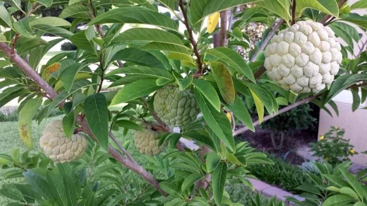 સીતાફળમાં ઘણી બધી કેલરી હોય છે, જેના કારણે તમારું વજન વધી શકે છે. તેમાં ખાંડની માત્રા વધુ હોય છે, આવી સ્થિતિમાં વધુ સીતાફળ ખાવાનું ટાળો. ડાયાબિટીસના દર્દીઓએ આ ફળ ન ખાવું જોઈએ કારણ કે તેનાથી તમારું બ્લડ સુગર લેવલ વધી શકે છે.