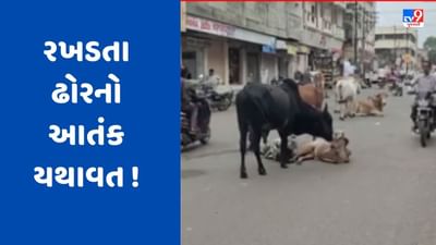 Devbhumi Dwarka Video: ખંભાળિયામાં જોવા મળ્યો આખલાઓનો આતંક, એકસાથે 10 આખલાએ રસ્તા પર લગાવી દોડ