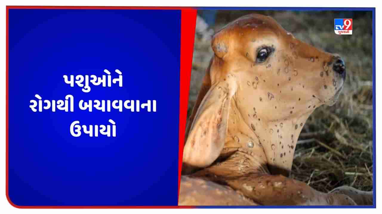 પશુઓને રક્તસ્ત્રાવના રોગથી શું અસરો થાય છે? જાણો તેના લક્ષણો અને નિવારણ માટેના ઉપાયો