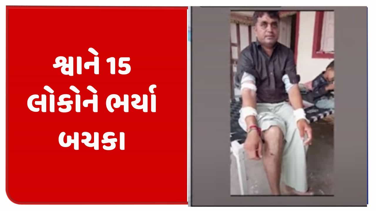 રખડતા ઢોરની રંજાડ બાદ હવે શ્વાનનો આતંક, 15 લોકોને ભર્યા બચકા, જુઓ Video