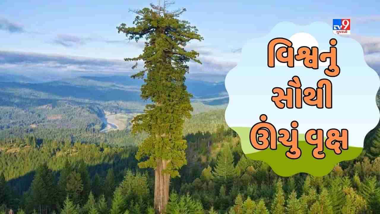 GK Quiz : વિશ્વનું સૌથી ઊંચું વૃક્ષ કયું છે ? જાણો ક્યાં આવેલું છે