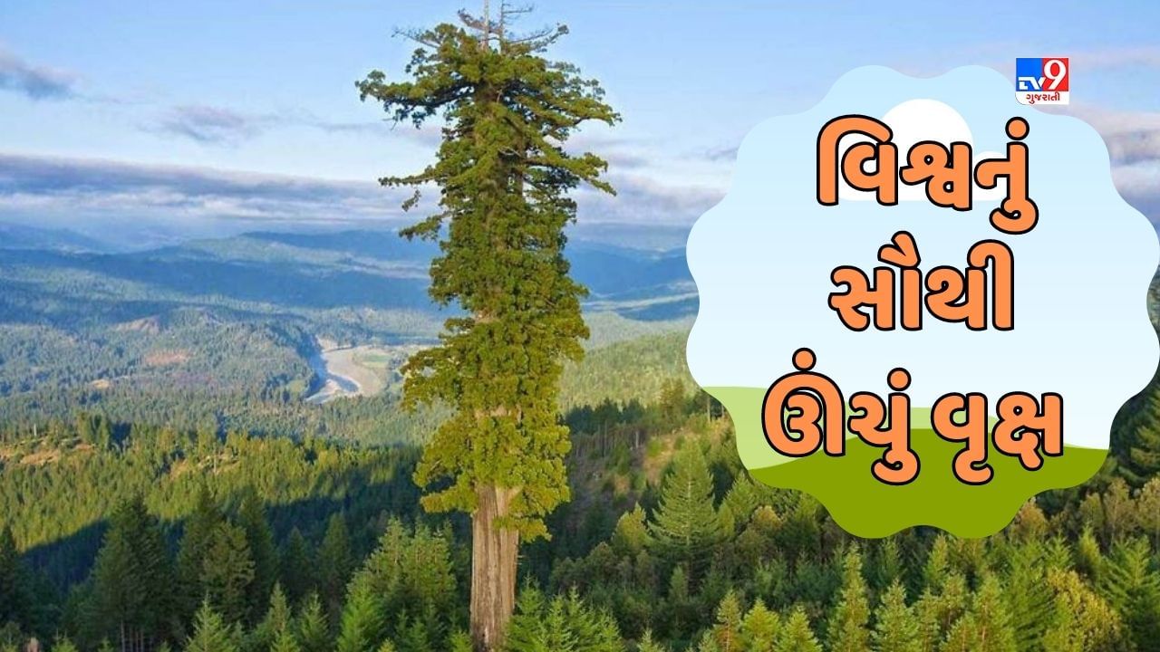 GK Quiz : વિશ્વનું સૌથી ઊંચું વૃક્ષ કયું છે ? જાણો ક્યાં આવેલું છે
