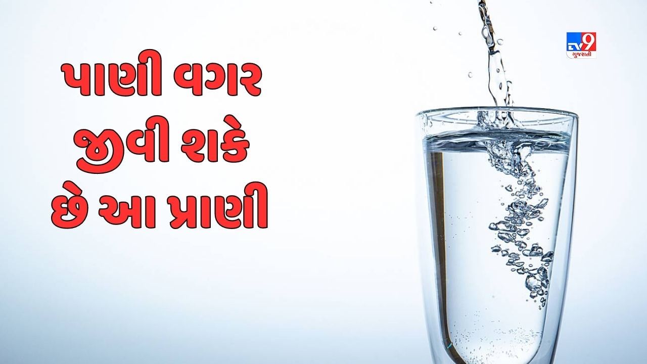 GK Quiz : એવું કયું પ્રાણી છે જે ક્યારેય પાણી પીતું નથી ? જાણો આવા જ વધુ પ્રશ્નોના જવાબ