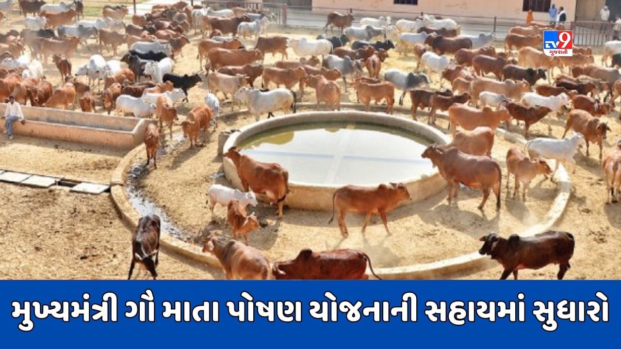 Gandhinagar : રાજ્યની ગૌશાળા-પાંજરાપોળો માટે રાજ્ય સરકારની મહત્વપૂર્ણ જાહેરાત, ગૌમાતા પોષણ યોજનાની સહાયના ધોરણમાં કરાયો સુધારો