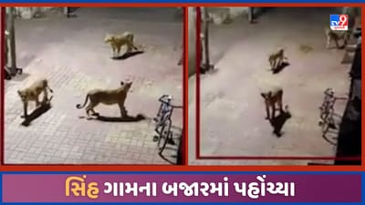 Gir Somnath: ઉનાના સામેતર ગામના બજારમાં સિંહ લટાર મારવા પહોંચ્યા, સ્થાનિકોમાં ભય, 4 સિંહનો વાયરલ થયો Video