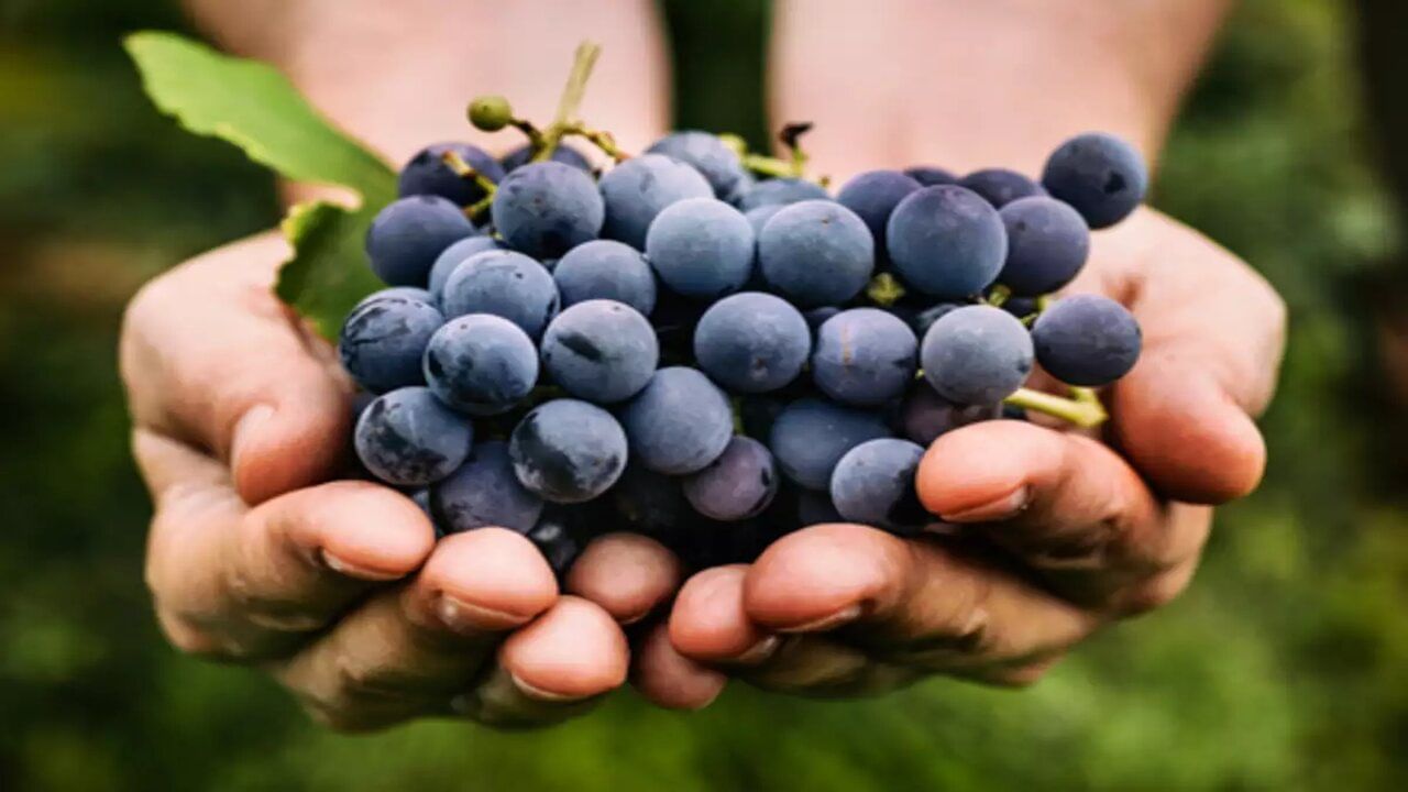 જાહેર ચેતવણી : આ લેખમાં આપવામાં આવેલી તમામ માહિતી, જાણકારીના હેતુ માટે લખવામાં આવી છે. સ્વાસ્થ્ય સંબંધિત કંઈપણ અનુસરતા પહેલા કૃપા કરીને નિષ્ણાતની સલાહ લો.